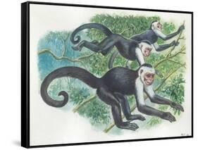 White-Headed Capuchins Cebus Capucinus Jumping in Trees-null-Framed Stretched Canvas