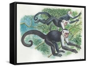 White-Headed Capuchins Cebus Capucinus Jumping in Trees-null-Framed Stretched Canvas