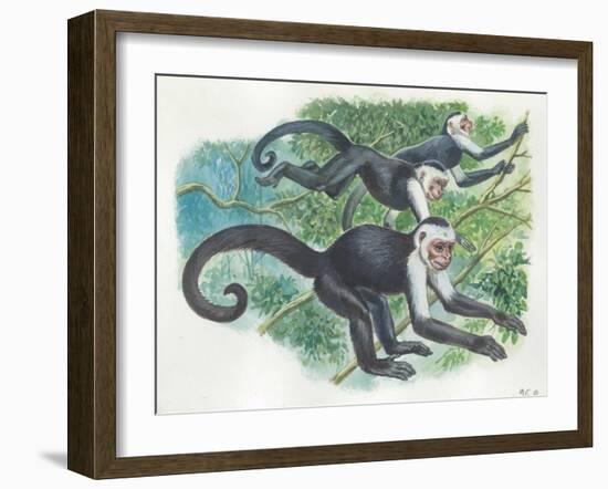 White-Headed Capuchins Cebus Capucinus Jumping in Trees-null-Framed Giclee Print