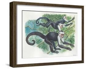 White-Headed Capuchins Cebus Capucinus Jumping in Trees-null-Framed Giclee Print