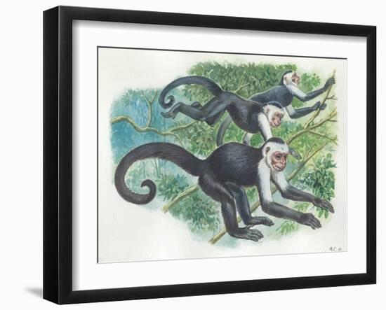 White-Headed Capuchins Cebus Capucinus Jumping in Trees-null-Framed Giclee Print