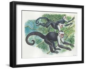 White-Headed Capuchins Cebus Capucinus Jumping in Trees-null-Framed Giclee Print