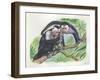 White-Headed Capuchins Cebus Capucinus Opening Fruit with Stone-null-Framed Giclee Print