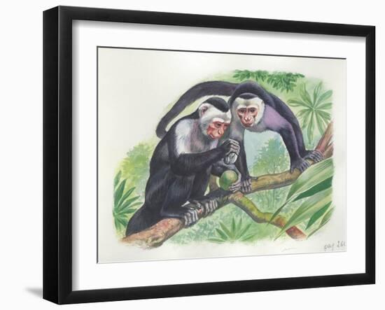 White-Headed Capuchins Cebus Capucinus Opening Fruit with Stone-null-Framed Giclee Print