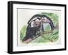 White-Headed Capuchins Cebus Capucinus Opening Fruit with Stone-null-Framed Giclee Print