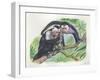 White-Headed Capuchins Cebus Capucinus Opening Fruit with Stone-null-Framed Giclee Print