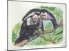 White-Headed Capuchins Cebus Capucinus Opening Fruit with Stone-null-Mounted Giclee Print