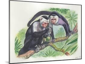 White-Headed Capuchins Cebus Capucinus Opening Fruit with Stone-null-Mounted Giclee Print