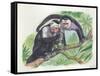 White-Headed Capuchins Cebus Capucinus Opening Fruit with Stone-null-Framed Stretched Canvas