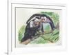 White-Headed Capuchins Cebus Capucinus Opening Fruit with Stone-null-Framed Giclee Print