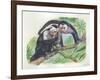 White-Headed Capuchins Cebus Capucinus Opening Fruit with Stone-null-Framed Giclee Print