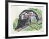 White-Headed Capuchins Cebus Capucinus Opening Fruit with Stone-null-Framed Giclee Print