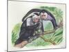 White-Headed Capuchins Cebus Capucinus Opening Fruit with Stone-null-Mounted Giclee Print