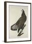 White-Headed Eagle, 1832-John James Audubon-Framed Giclee Print