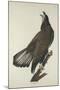 White-Headed Eagle, 1832-John James Audubon-Mounted Giclee Print