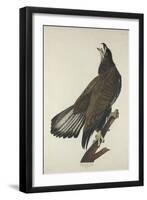 White-Headed Eagle, 1832-John James Audubon-Framed Giclee Print