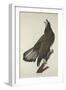 White-Headed Eagle, 1832-John James Audubon-Framed Giclee Print