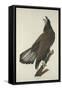 White-Headed Eagle, 1832-John James Audubon-Framed Stretched Canvas