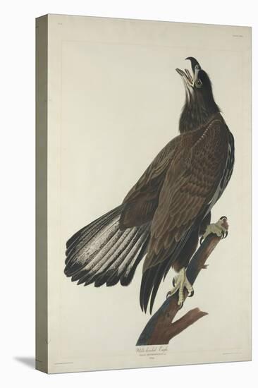 White-Headed Eagle, 1832-John James Audubon-Stretched Canvas