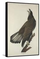 White-Headed Eagle, 1832-John James Audubon-Framed Stretched Canvas