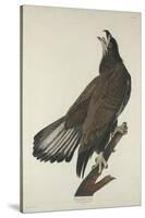 White-Headed Eagle, 1832-John James Audubon-Stretched Canvas