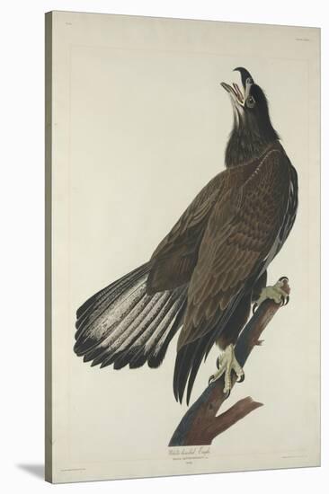 White-Headed Eagle, 1832-John James Audubon-Stretched Canvas