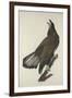 White-Headed Eagle, 1832-John James Audubon-Framed Giclee Print