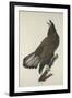 White-Headed Eagle, 1832-John James Audubon-Framed Giclee Print