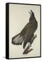 White-Headed Eagle, 1832-John James Audubon-Framed Stretched Canvas