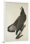 White-Headed Eagle, 1832-John James Audubon-Framed Giclee Print