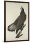 White-Headed Eagle, 1832-John James Audubon-Framed Giclee Print