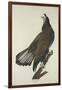 White-Headed Eagle, 1832-John James Audubon-Framed Giclee Print