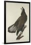 White-Headed Eagle, 1832-John James Audubon-Framed Giclee Print