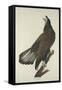 White-Headed Eagle, 1832-John James Audubon-Framed Stretched Canvas