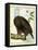 White-Headed Eagle, C.1770-1786-Francois Nicolas Martinet-Framed Stretched Canvas
