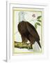 White-Headed Eagle, C.1770-1786-Francois Nicolas Martinet-Framed Giclee Print