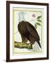 White-Headed Eagle, C.1770-1786-Francois Nicolas Martinet-Framed Giclee Print