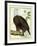 White-Headed Eagle, C.1770-1786-Francois Nicolas Martinet-Framed Giclee Print