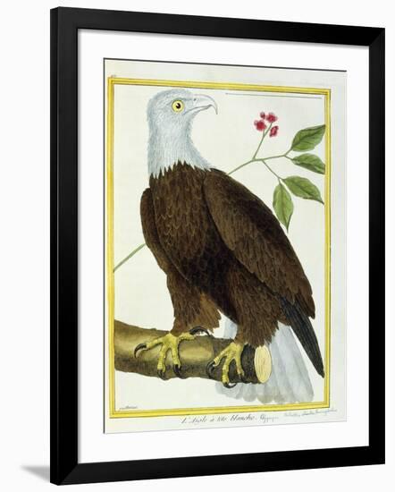 White-Headed Eagle, C.1770-1786-Francois Nicolas Martinet-Framed Giclee Print