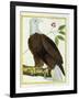 White-Headed Eagle, C.1770-1786-Francois Nicolas Martinet-Framed Giclee Print