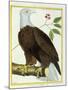 White-Headed Eagle, C.1770-1786-Francois Nicolas Martinet-Mounted Giclee Print