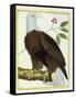 White-Headed Eagle, C.1770-1786-Francois Nicolas Martinet-Framed Stretched Canvas