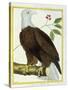 White-Headed Eagle, C.1770-1786-Francois Nicolas Martinet-Stretched Canvas