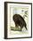 White-Headed Eagle, C.1770-1786-Francois Nicolas Martinet-Framed Giclee Print