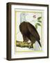 White-Headed Eagle, C.1770-1786-Francois Nicolas Martinet-Framed Giclee Print