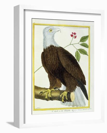 White-Headed Eagle, C.1770-1786-Francois Nicolas Martinet-Framed Giclee Print