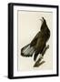 White Headed Eagle Deaux-null-Framed Giclee Print