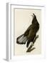 White Headed Eagle Deaux-null-Framed Giclee Print