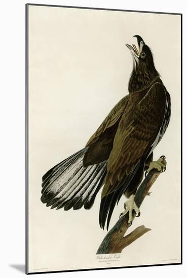 White Headed Eagle Deaux-null-Mounted Giclee Print