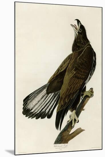 White Headed Eagle Deaux-null-Mounted Giclee Print